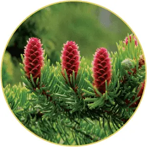 Cay-thong-sinh-truong-hoang-da.webp