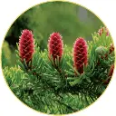 Cay-thong-sinh-truong-hoang-da.webp